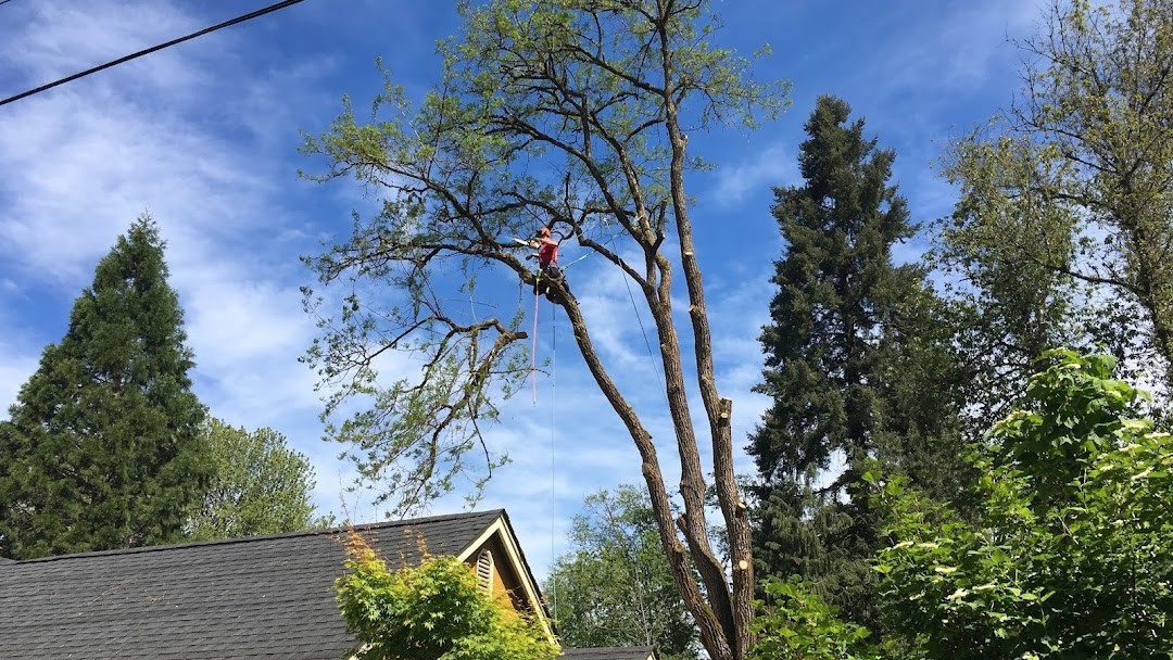 Arborist pruning a residential tree over a house roof