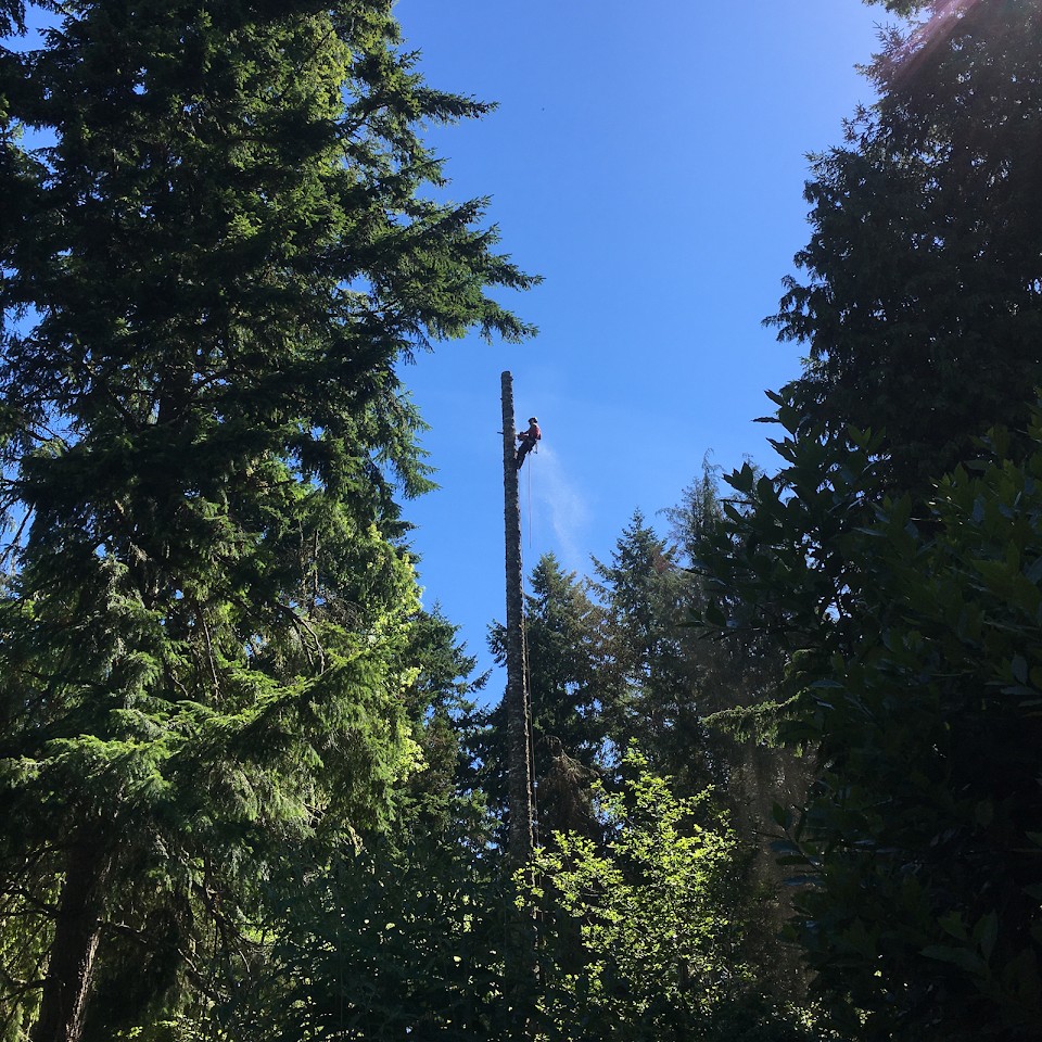 Climber high on a stripped trunk against South Sound sky