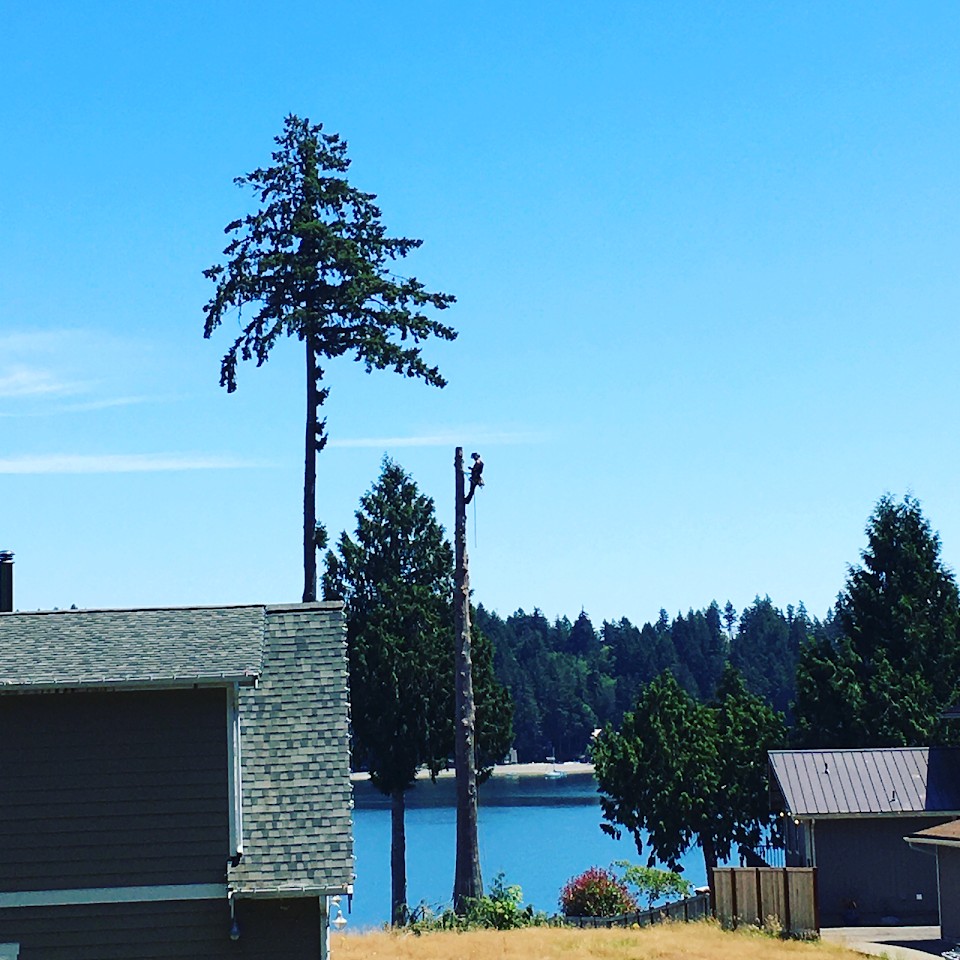 Climber on a stripped conifer, houses and water on a South Sound property